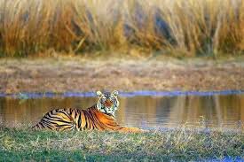 02 Night & 03 Days Sariska Tour Package