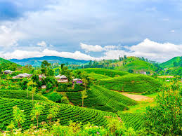 02 Nights & 03days Darjeeling Deluxe Tour Package