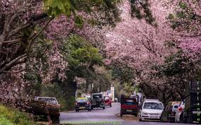 03 Nights/04 Days Only Shillong Package