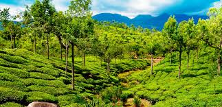 07 Nights/08 Days Kerala Tour Package