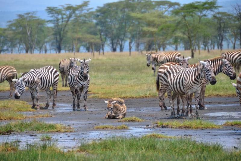 4 Day Nakuru - Masai Mara - Budget Tour