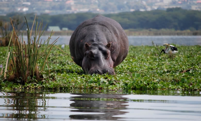 5 Day Amboseli - Lake Naivasha - Masai Mara Budget Tour