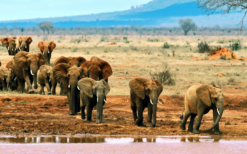 5-Day Amboseli - Lake Naivasha - Masai Mara Mid-Range Tour