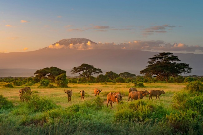 2 Day Amboseli National Park Mid-Range Tour Image