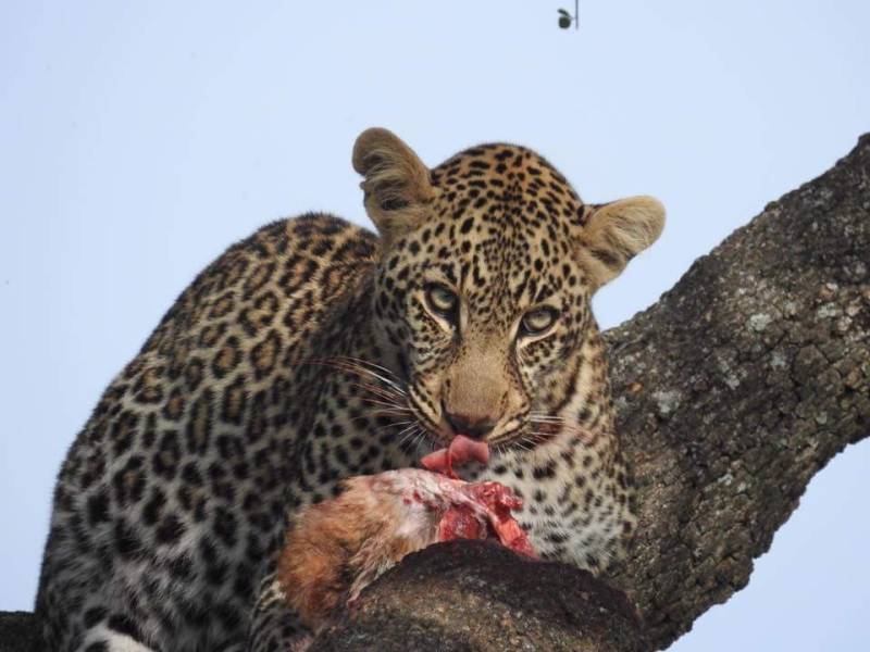 5-Day Amboseli - Lake Nakuru - Masai Mara Mid-Range Tour