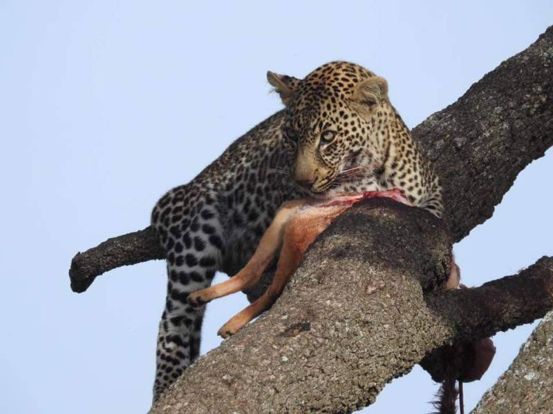 5-Day Amboseli - Lake Nakuru - Masai Mara Mid-Range Tour