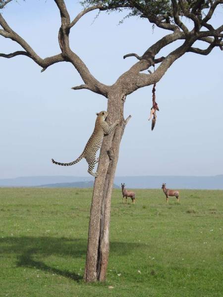 3-Day Budget Safari In Masai Mara Tour