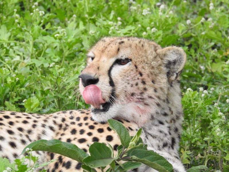 3-Day Exclusive Big Cats Safari In Maasai Mara Luxury Tour