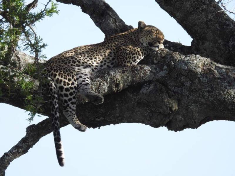 3-Day Exclusive Big Cats Safari In Maasai Mara Luxury Tour