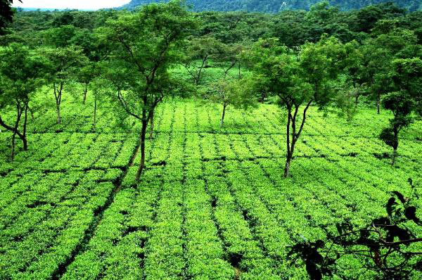 Darjeeling Tour Package