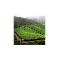 North East Delight with Lachung Tour