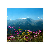 Independence Day Special - Manali Tour