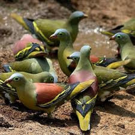 Jatinga Bird Watching Site Package
