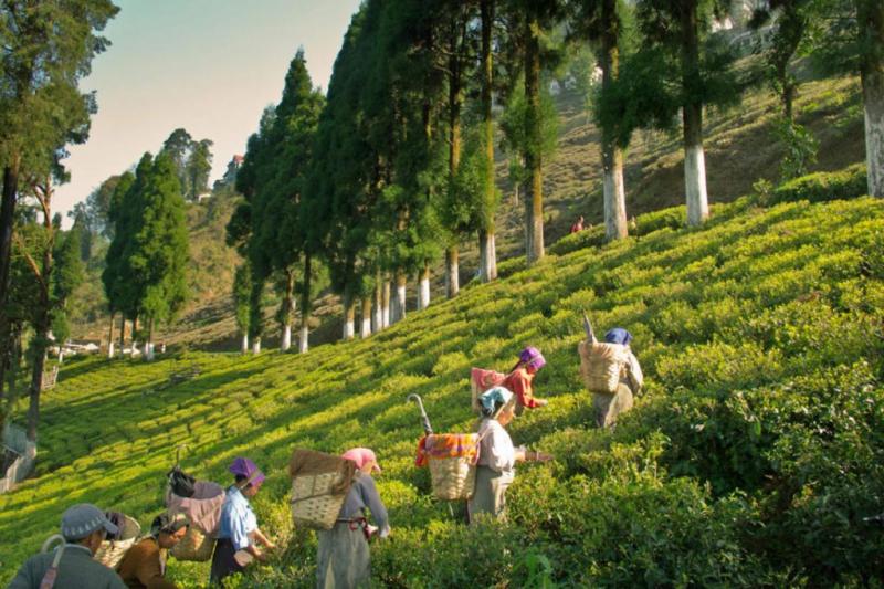 The Darjeeling Discovery Tour