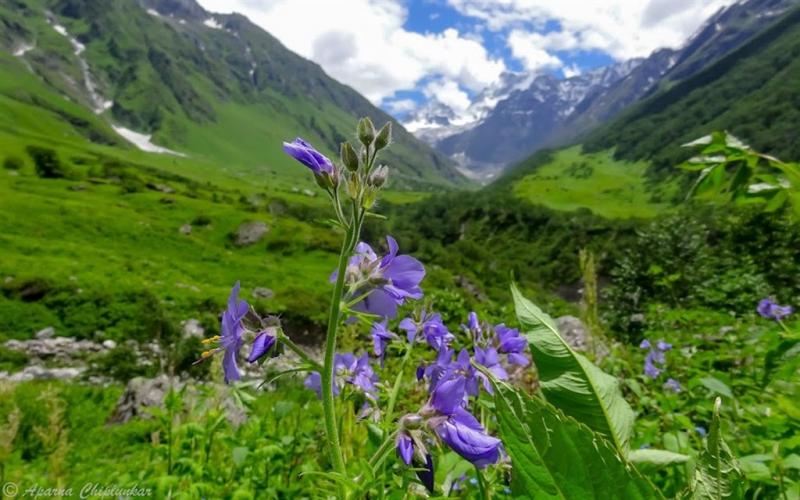 Valley Of Flowers Trek Uttarakhand