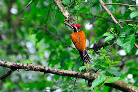Nepal Bird Watching Tour Western Region