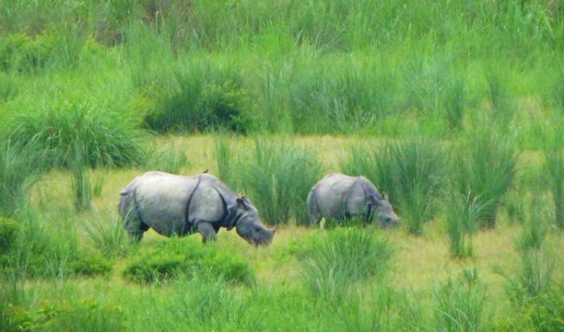 Wildlife Safari in Chitwan National Park Image