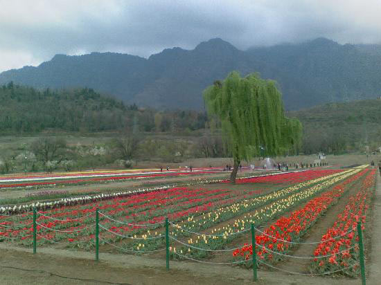 Golden Tour in Kashmir