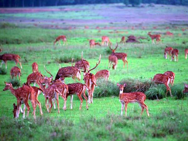 Tour of Wildlife in Madhya Pradesh