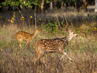 Tour Of 5 Nights Wildlife In Madhya Pradesh