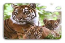 North India Wildlife Tour