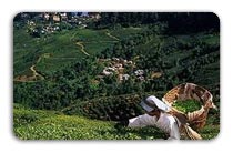 Ranikhet - Almora Weekend Tour 