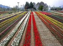 Kashmir Tour Packages 04 Nights/ 05 Days