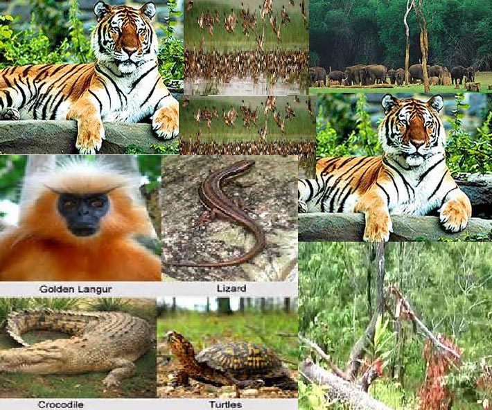 Wildlife Of Assam Tour