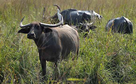 Best of Wildlife Tour in Assam 7 N / 8D