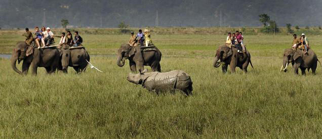 Best of Wildlife Tour in Assam 7 N / 8D