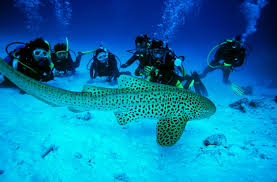 Andaman Tour Image