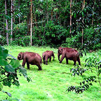 Kerala Holiday Package