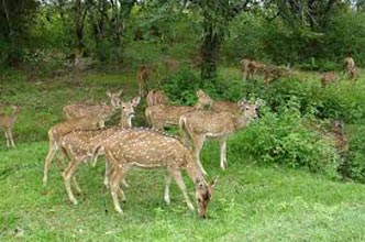 Bandipur National Park Tour