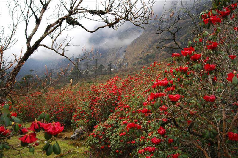 Beauty of North Sikkim Tour