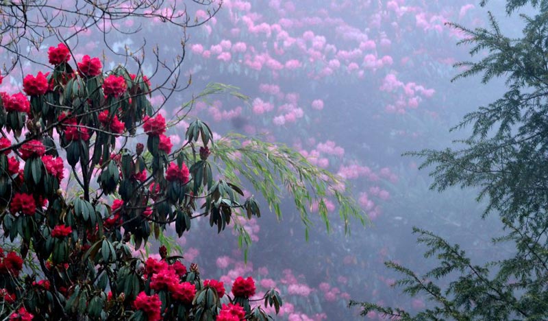 Hidden Treasure of Sikkim Tour