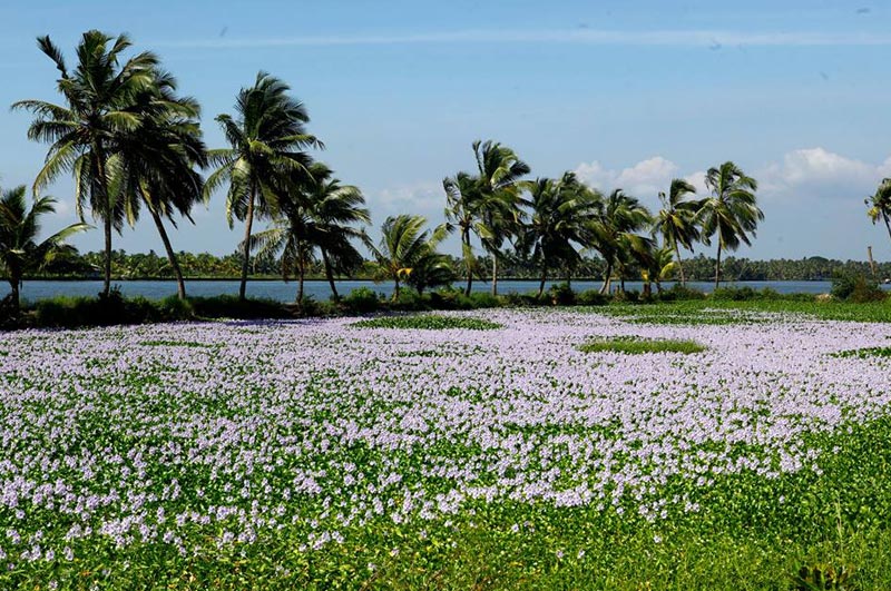 Really Spice Lands Tour