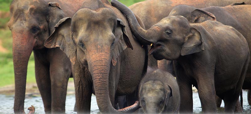 Really Spice Lands Tour