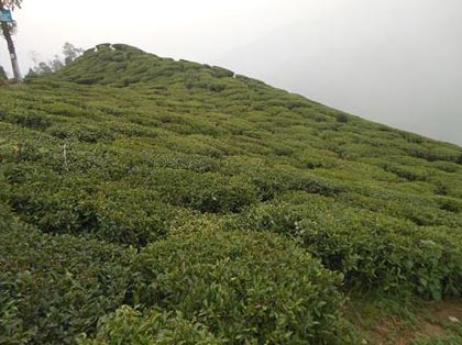 Lovers Paradise Tour