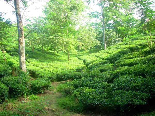 Under The Mistic Cloud Tour