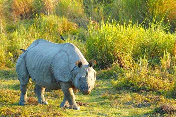 One Horned Rhino Tour