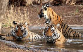 Central India Wildlife And Temple Tour