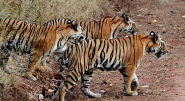 Madhya Pradesh Tiger Tour (6 Nights / 7 Days)