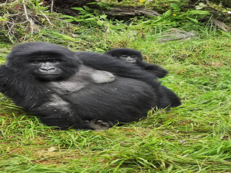 2 Nights/3 Days Gorilla Trekking Trip To Bwindi/mgahinga Gorilla National Park From Kigali, Rwanda T