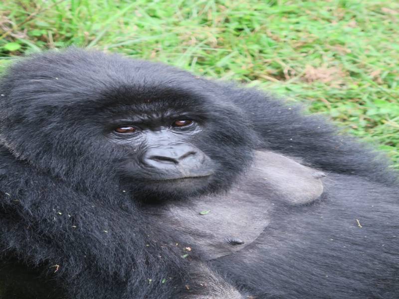 2 Nights/3 Days Gorilla Trekking Trip to Bwindi/mgahinga Gorilla National Park from Kigali, Rwanda T