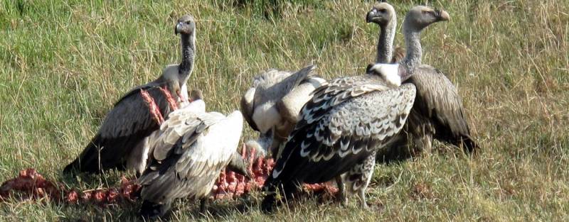 4 Days Great Migration Safari with Camping in Masai Mara, Kenya Tour