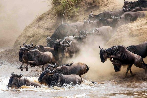 5 Days Masai Mara, Lake Nakuru, Lake Naivasha Magical Wildlife Safari in Kenya Tour