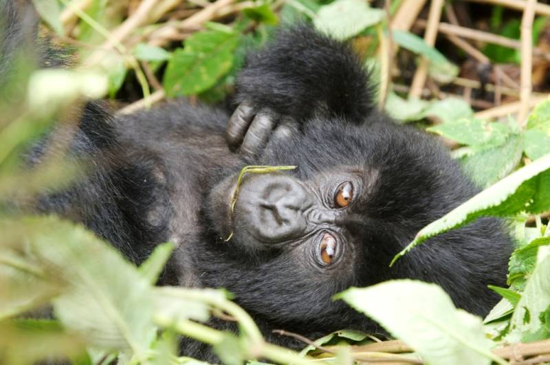 3 Days Rwanda Gorilla Safari Image