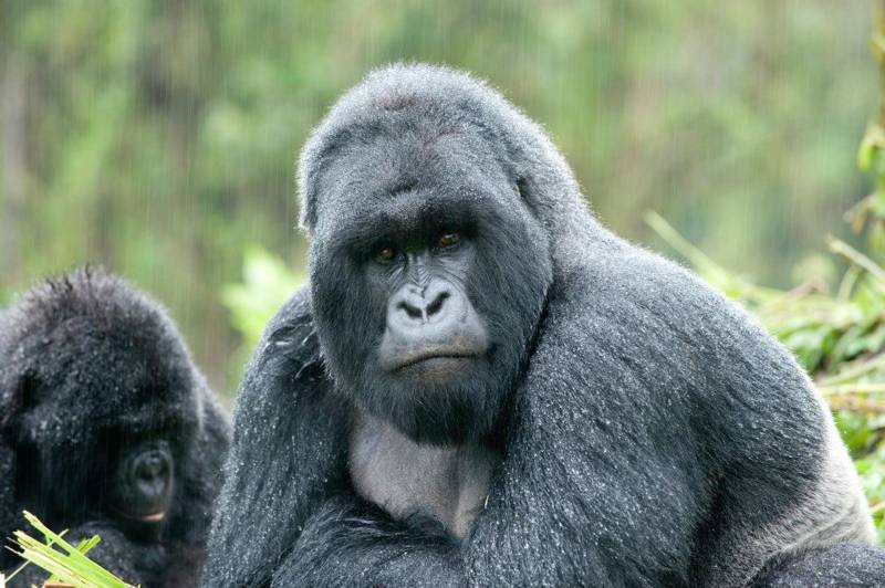 3 Days Rwanda Gorilla Safari