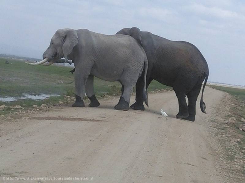 3 Days 2 Nights Masai Mara Balloon Combined Short Safari Itinerary Tour