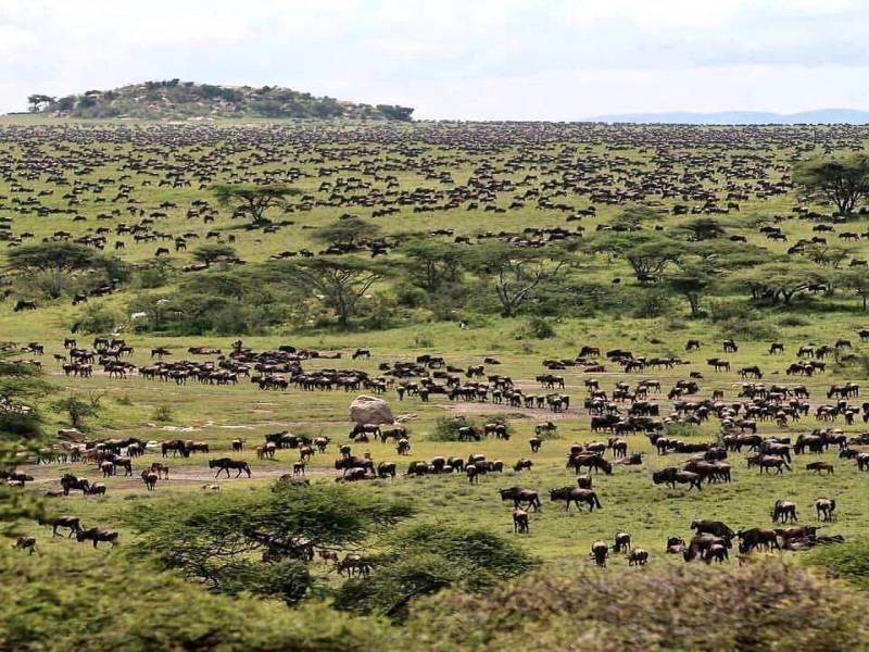 3 Days 2 Nights Masai Mara Balloon Combined Short Safari Itinerary Tour